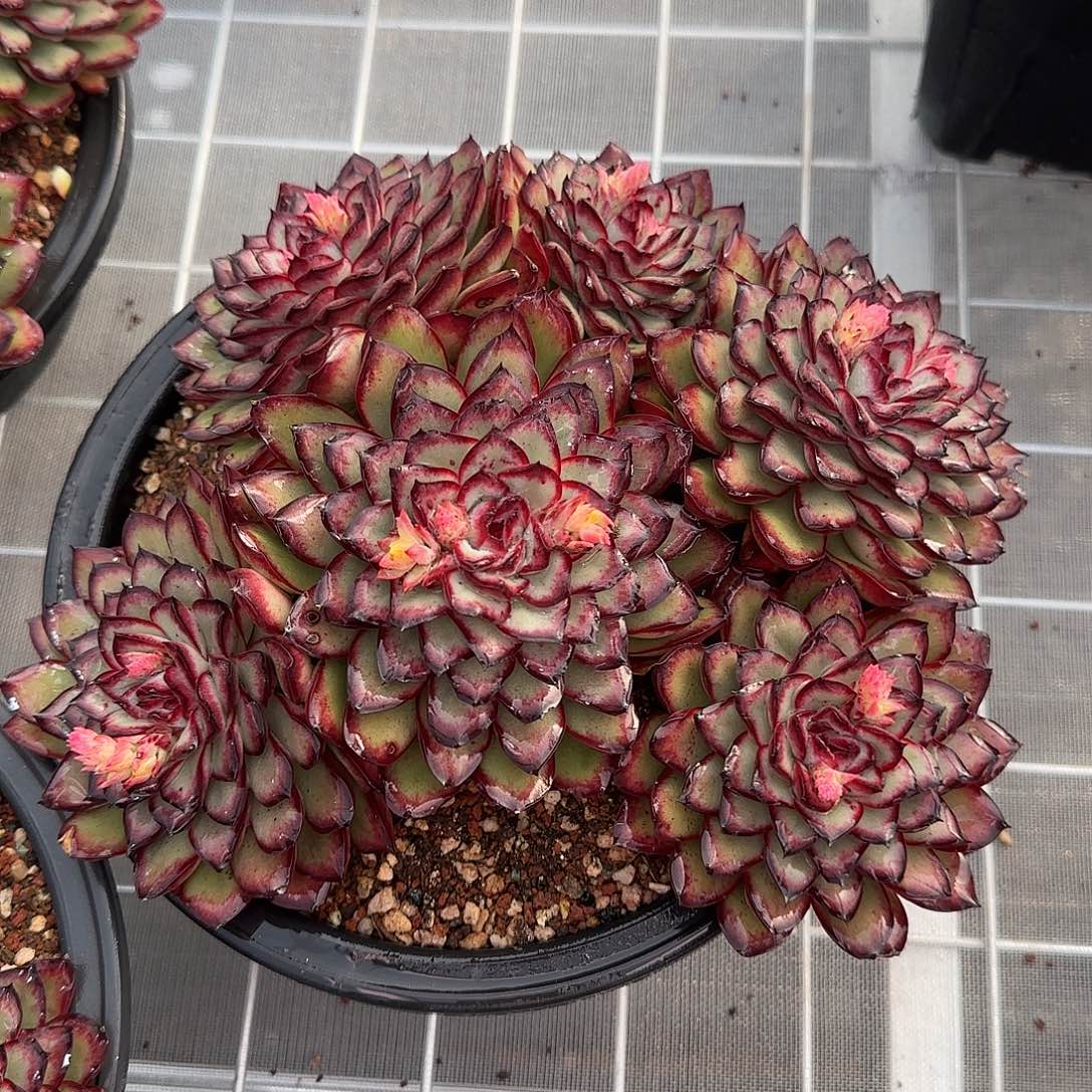 从前慢花园精选肉酱玫瑰