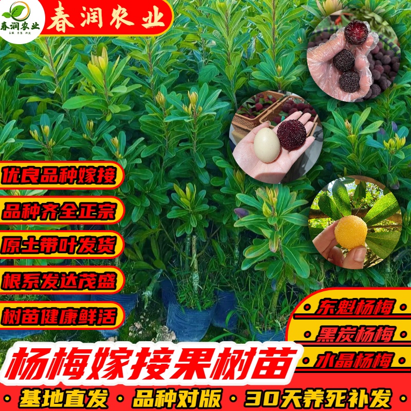 【一年苗】大果杨梅树苗东魁黑炭水晶正宗杨梅嫁接苗现挖带土带叶