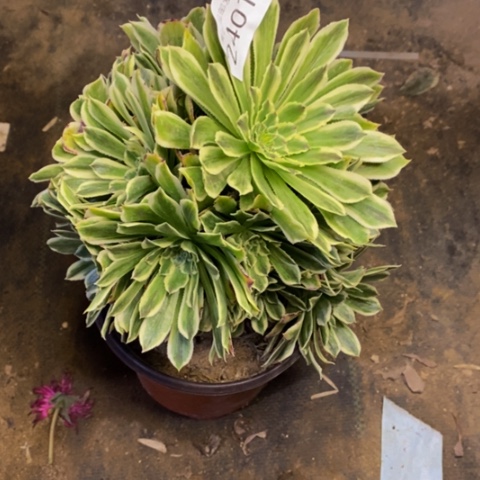 碧浪多肉植物2401