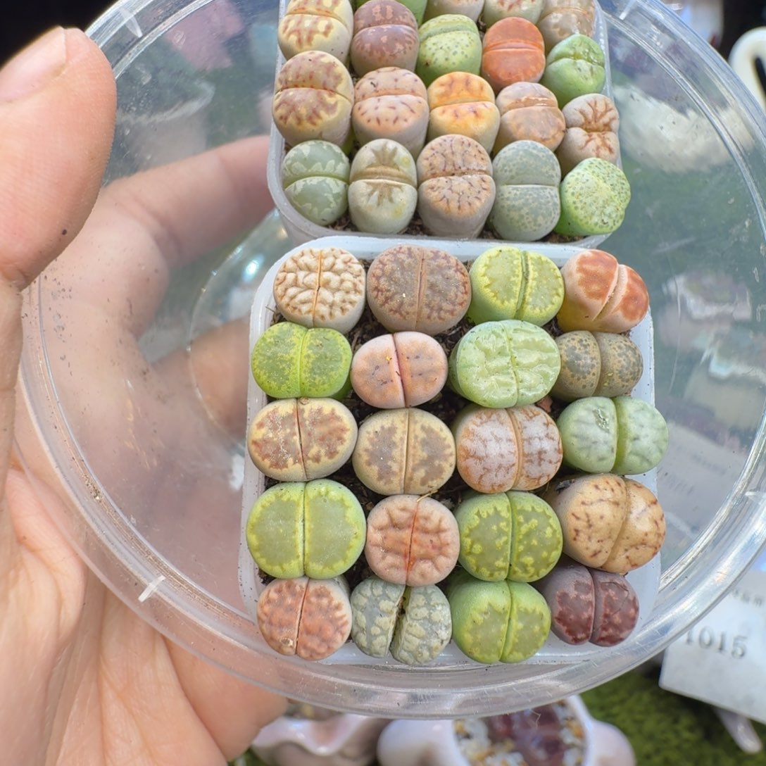 乐***丶多肉植物开播福利冲1030