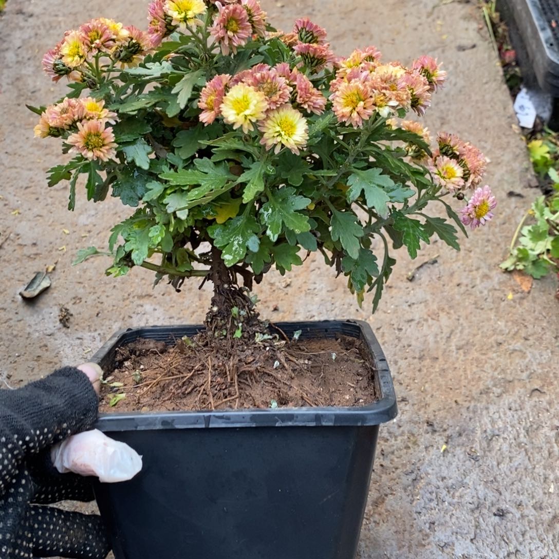 黄***姐无花朵盆景盆景40