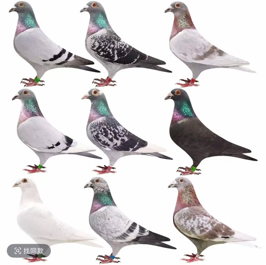 鸽子图片高品质鸽子模型适用于赛鸽的实用用具