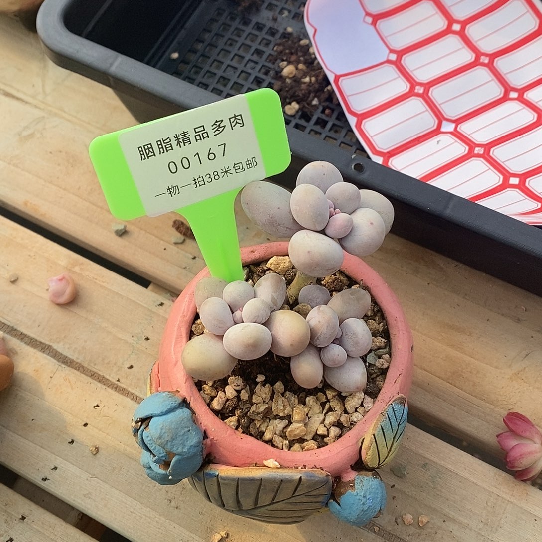 167童老师肉丢喽我某