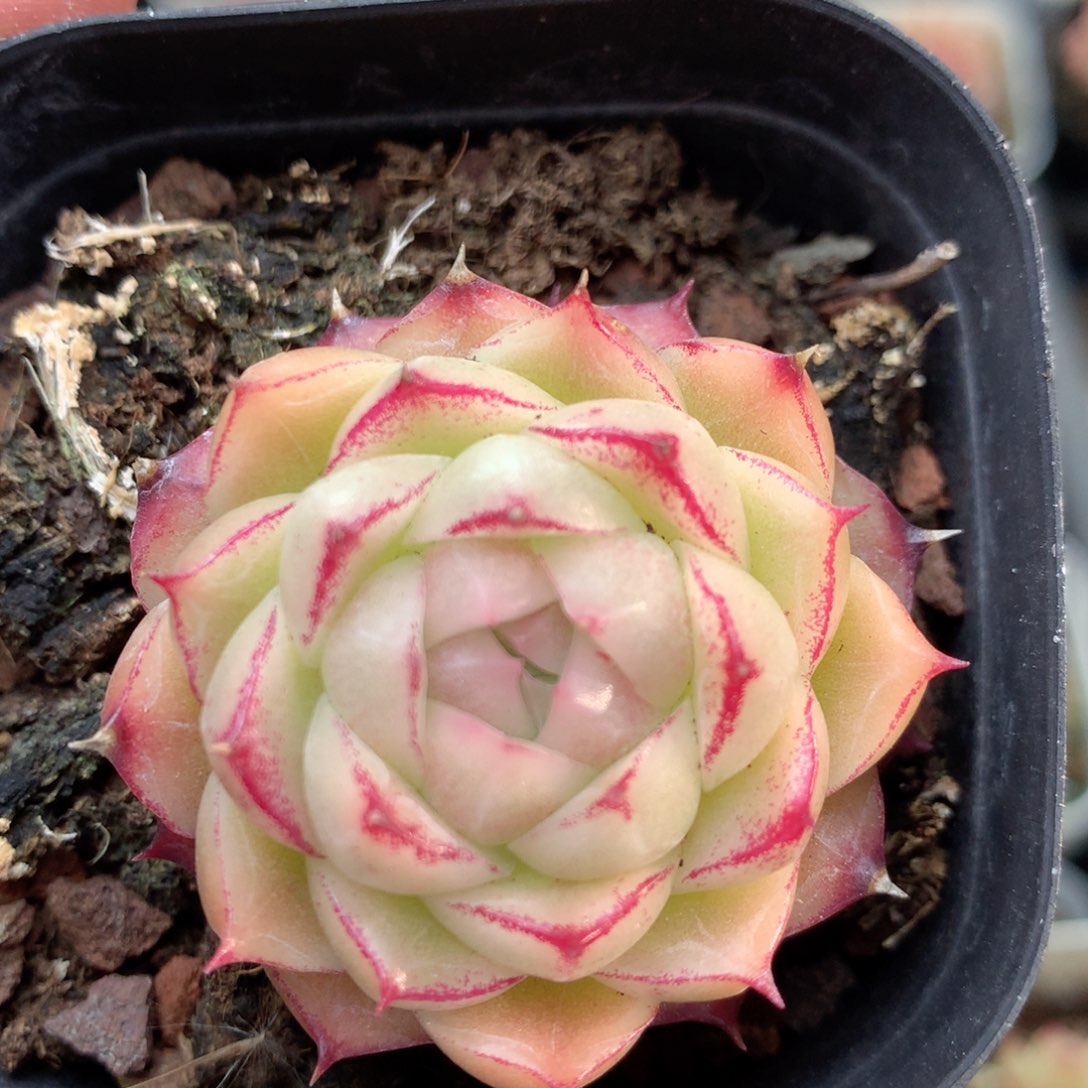 Q102三边线麦杆y y y y