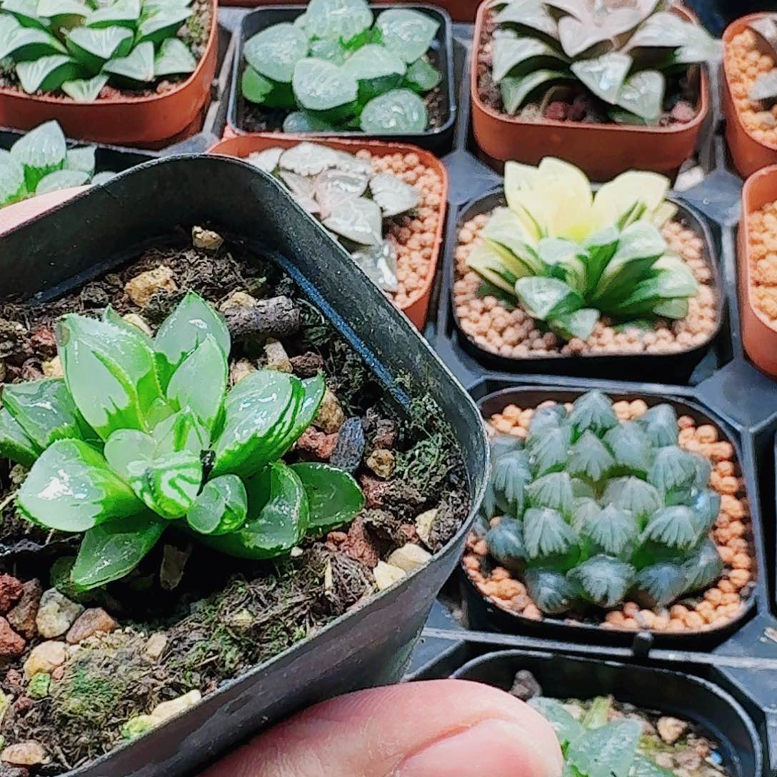 无花朵十二卷 圣诞蜡烛 福利