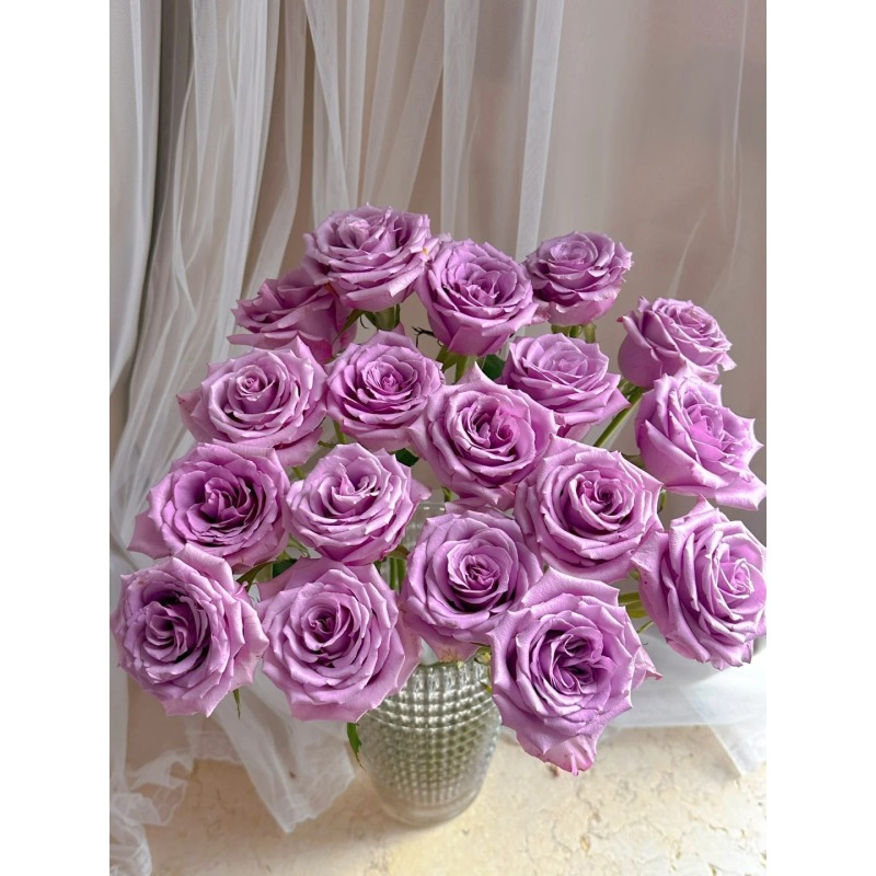 【紫霞仙子】 单头玫瑰   真花 鲜切花  一单中通，两单顺丰发货