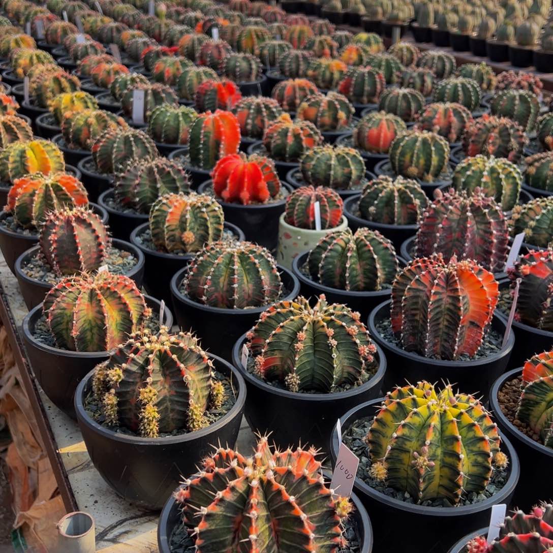 肋骨牡丹锦 一物一拍