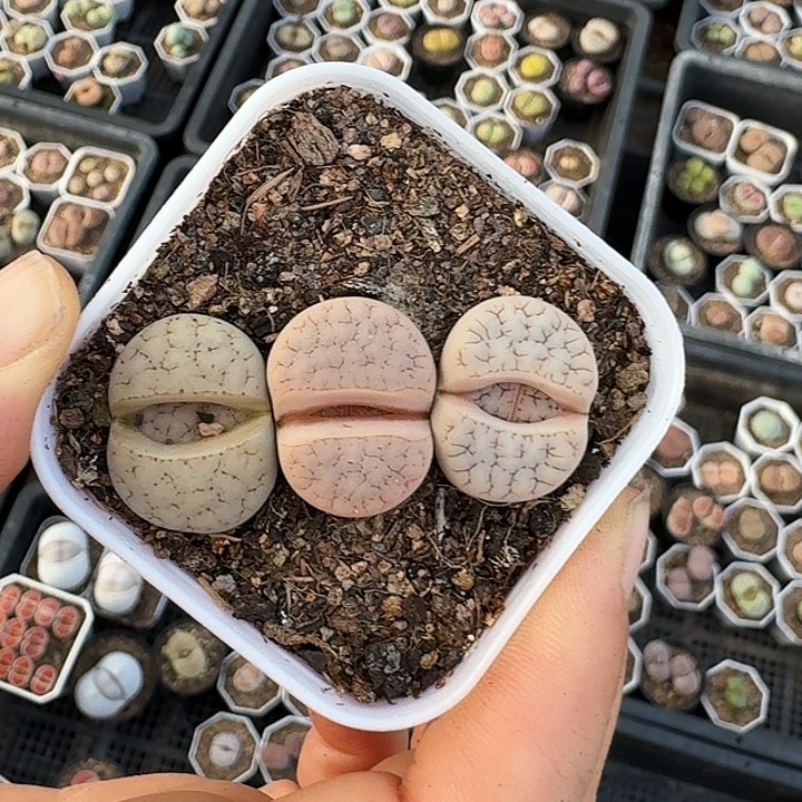 生石花11111。    82