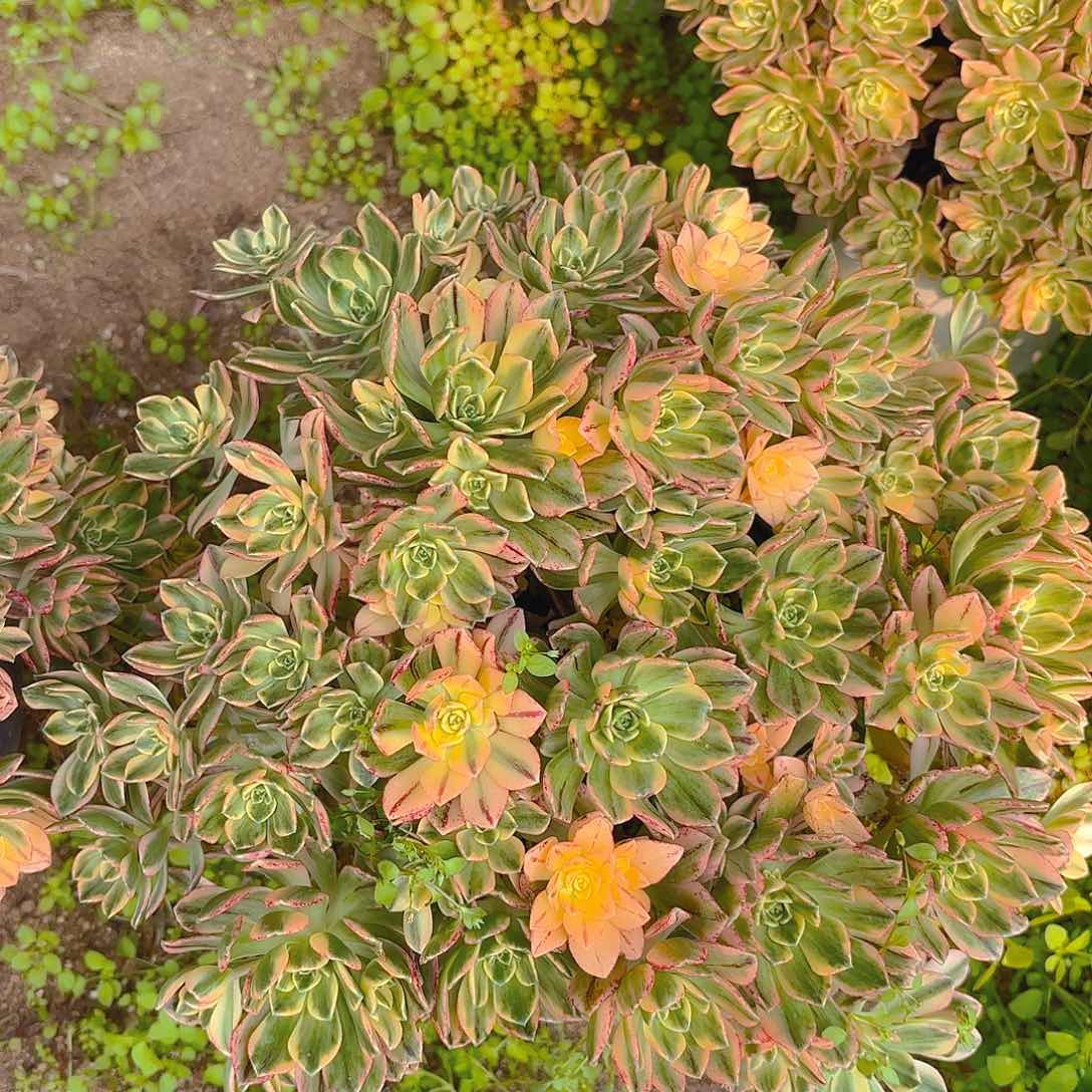 甜茶老庄多肉植物