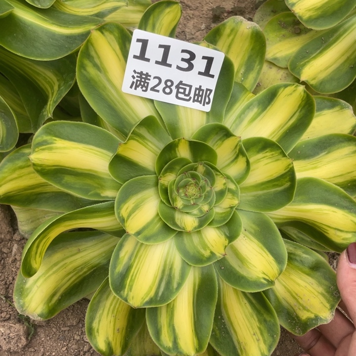 1131三号棚暴君多肉