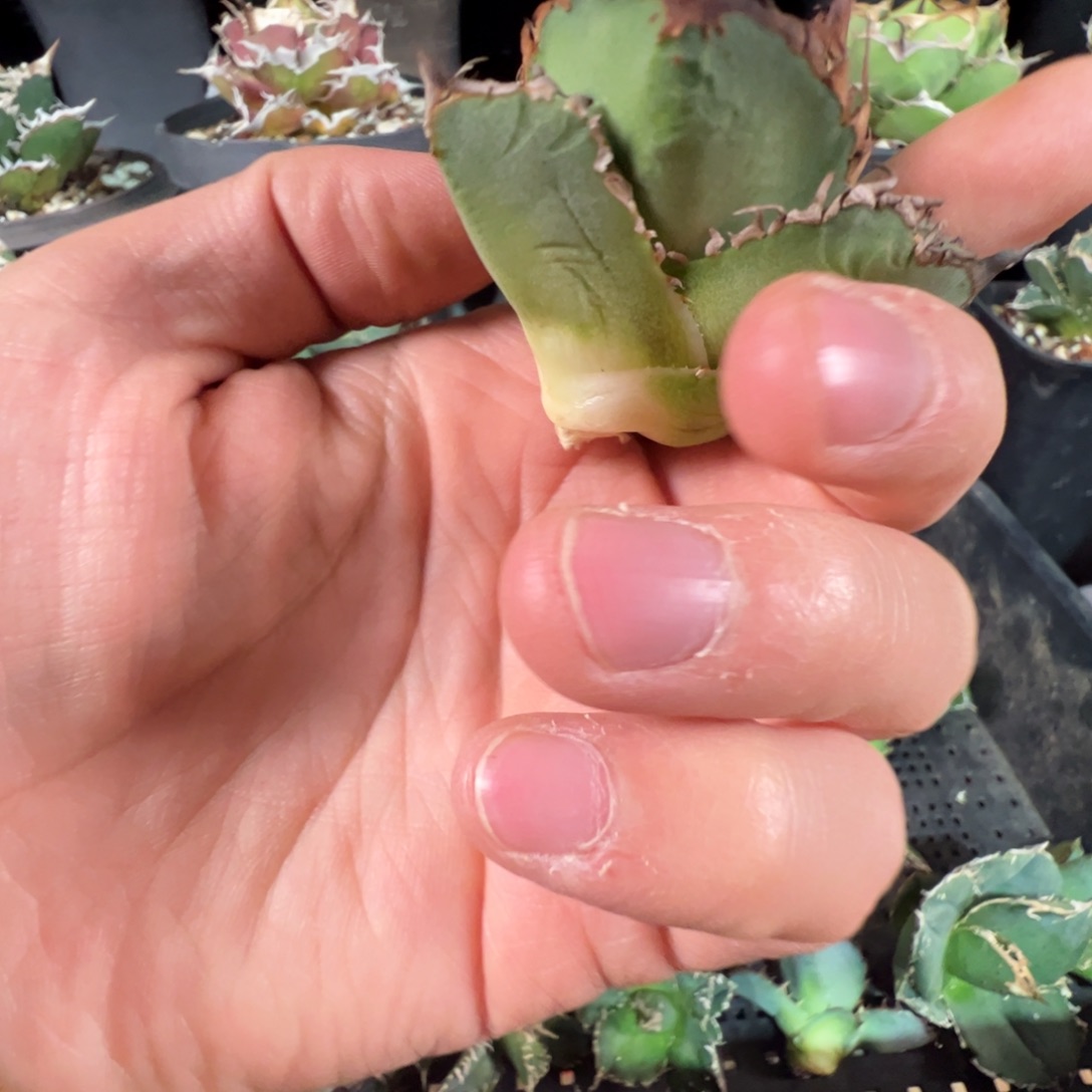 芽子大大大大大大大大点