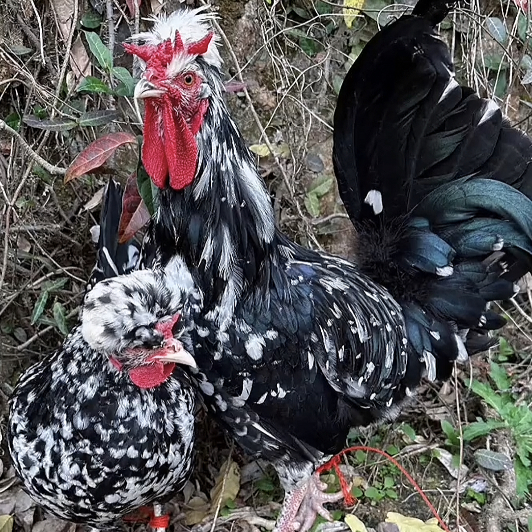 贵妃鸡宠物鸡京东包邮 现场挑选