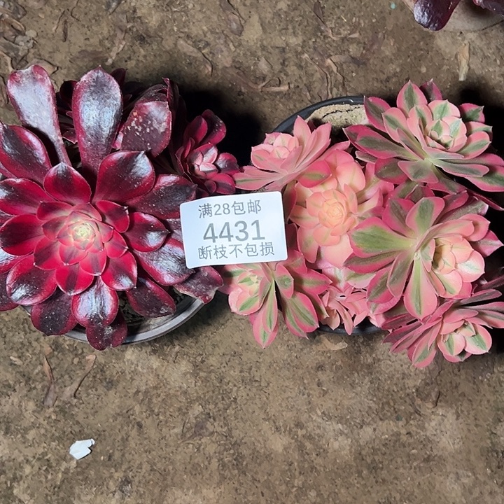 4431两颗组合多肉植物