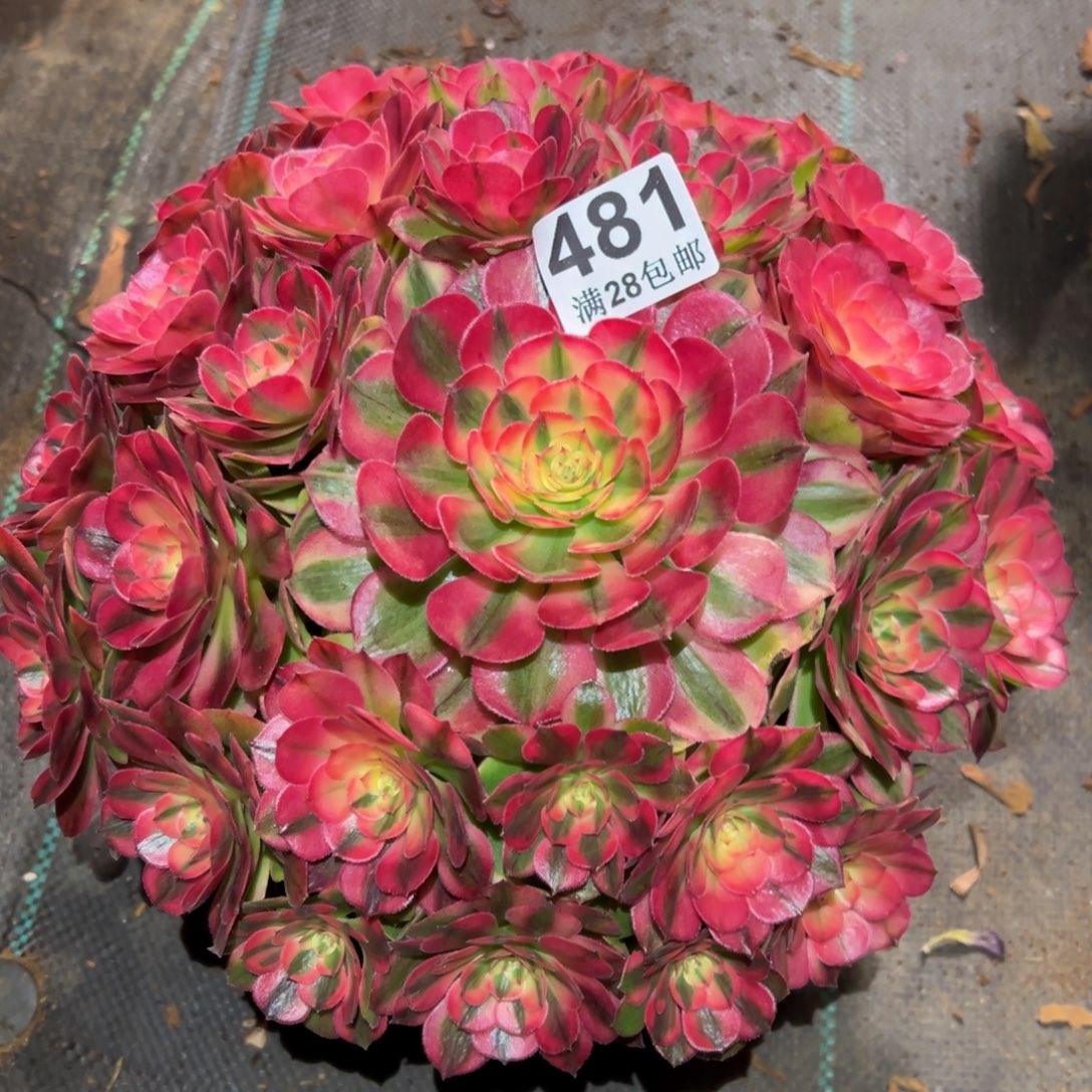 天***6多肉植物481荔枝得