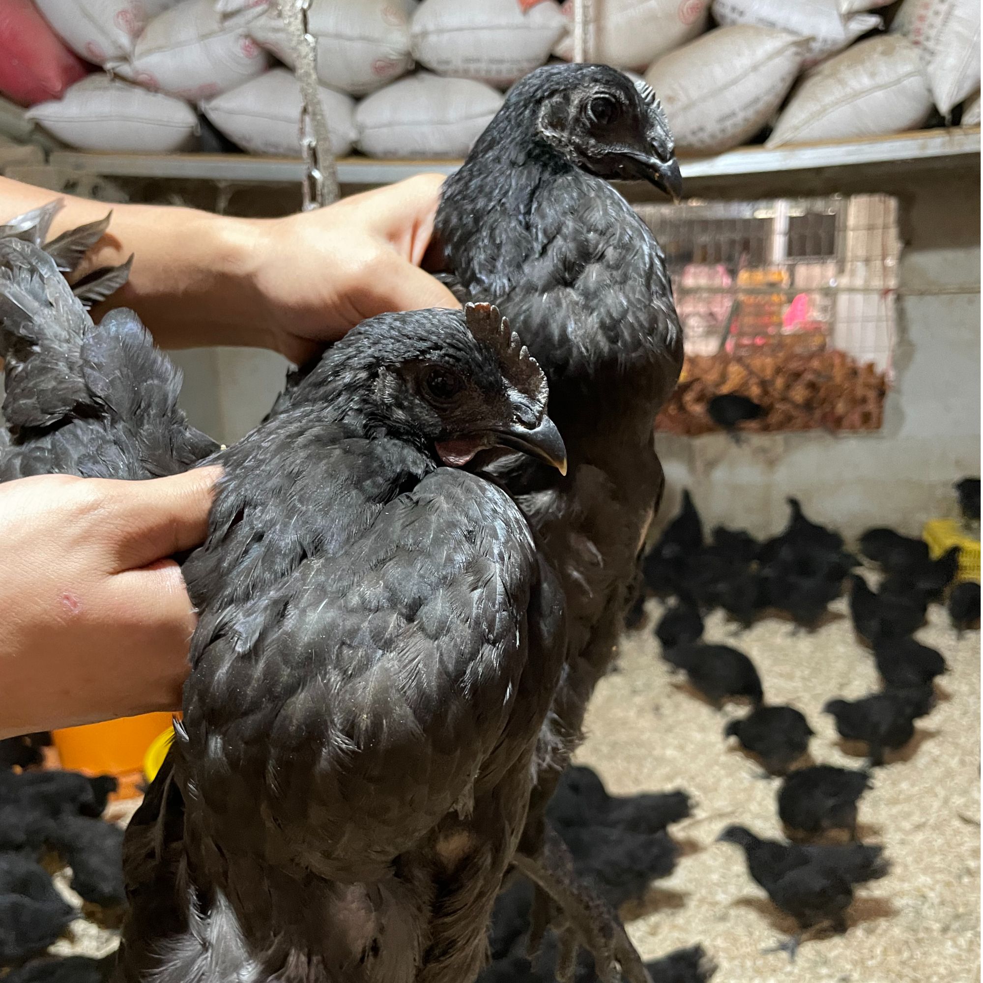 4只五黑鸡（单只1斤发货）绿壳蛋鸡青年脱温乌骨土鸡疫苗齐全活鸡