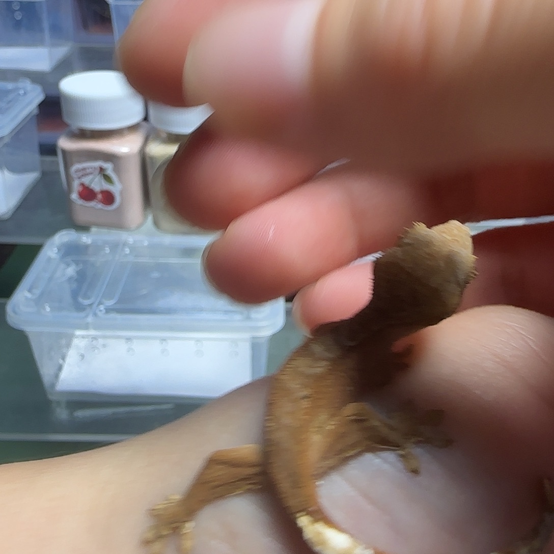 睫角守宫双红睫角守宫大幼