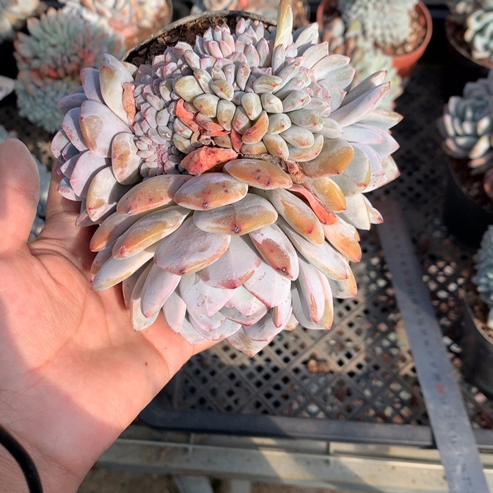 12535缀嗯嗯嗯嗯嗯好喜欢