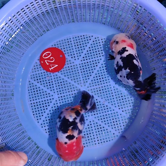 金鱼024兰寿两只特价顺丰包邮