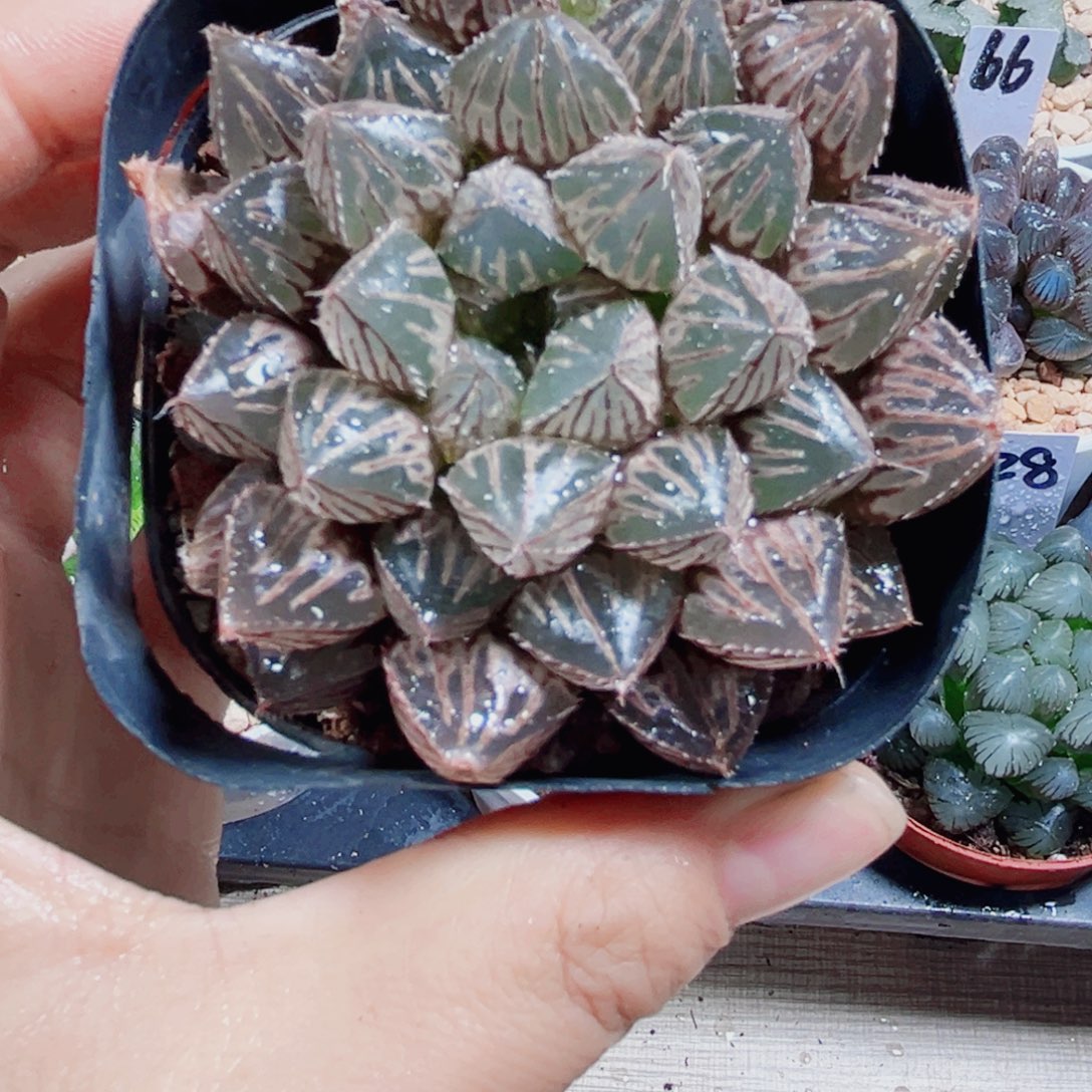 楼兰玉露多肉植物6666