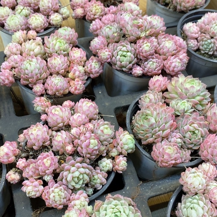 140。羊脂球群生。不包整。