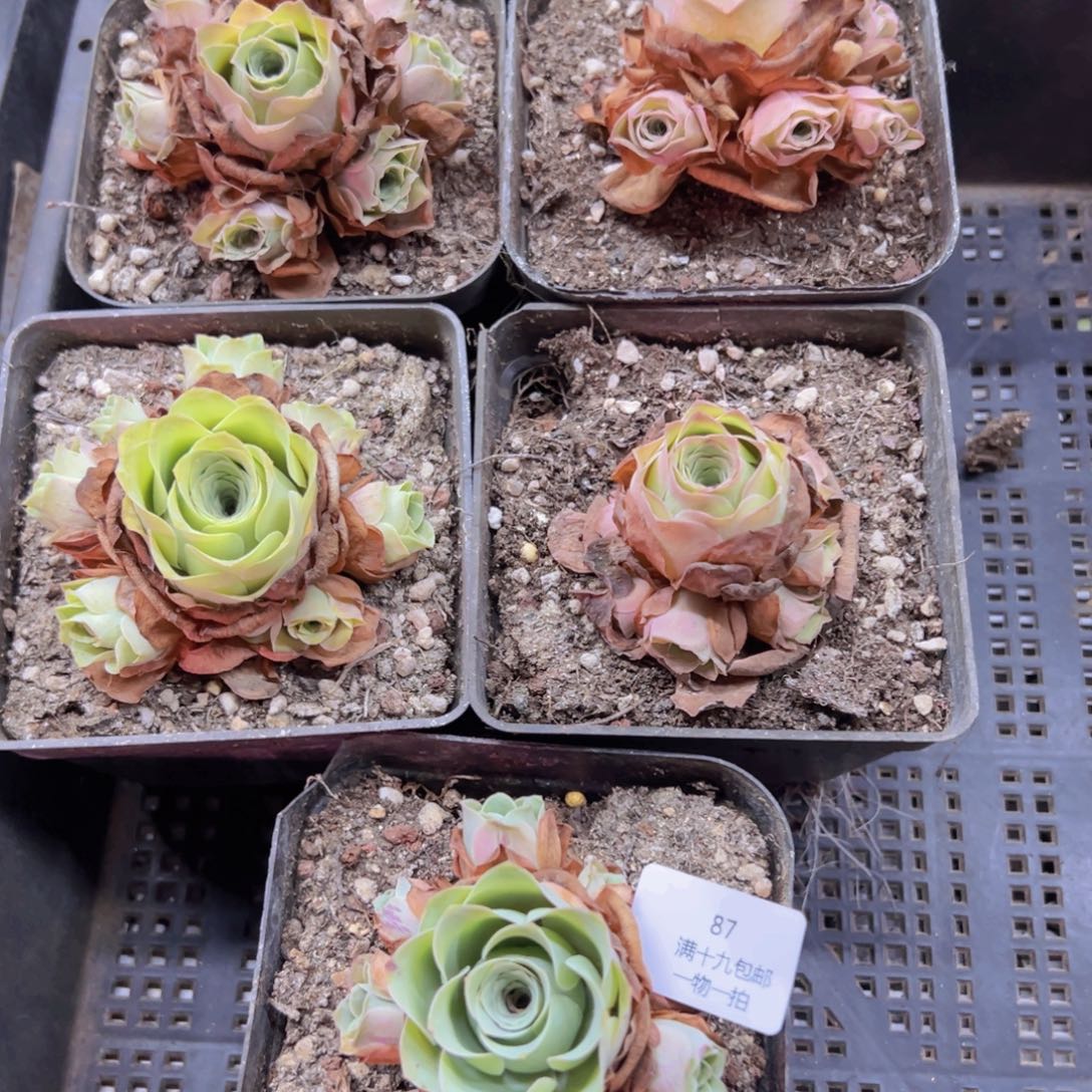 87 侧牙掉啦不包损无售后