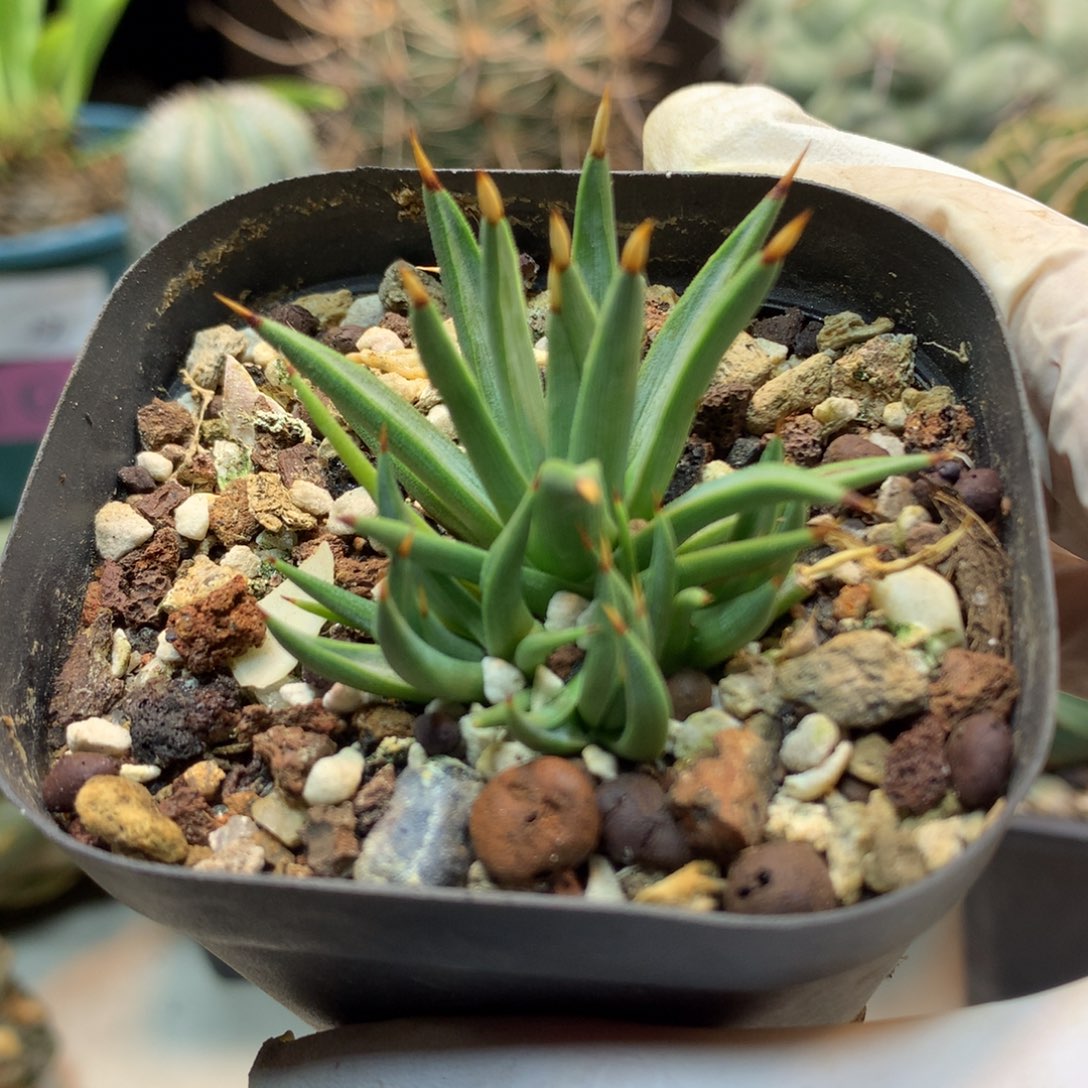     28号  群生 棉花龙 龙舌兰