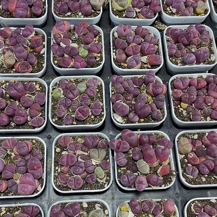 红大内带盆土发货