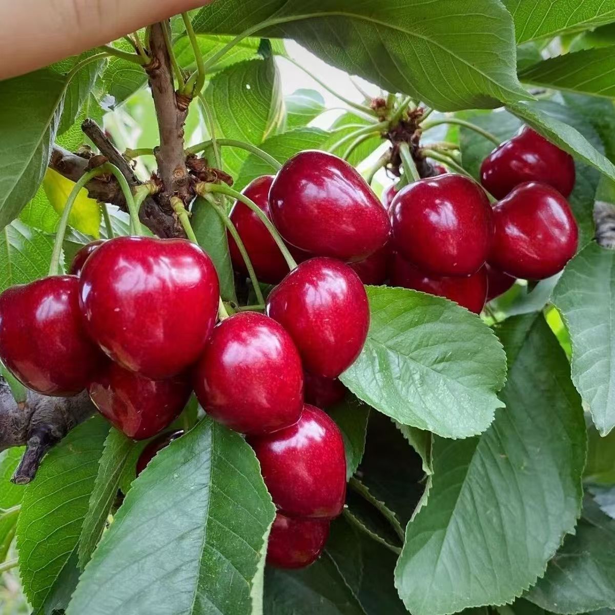 x【顺丰次日达】大连陆地头茬樱桃沙蜜托心型J大果产地现摘现发5斤和3斤装新鲜水果萨米脱樱桃