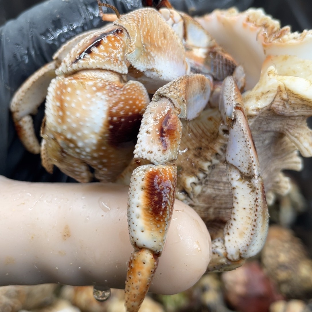 不退不换活体宠物83