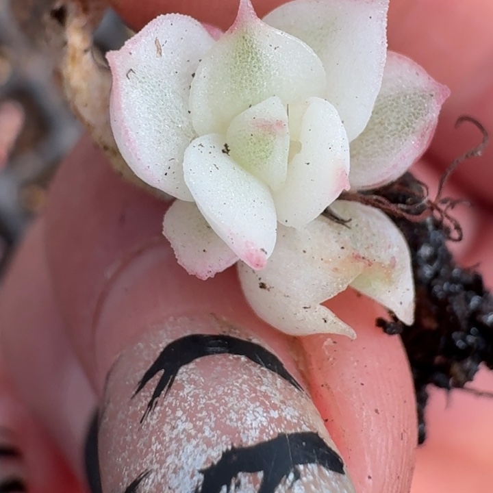 高瓷白麦秆一物一拍412