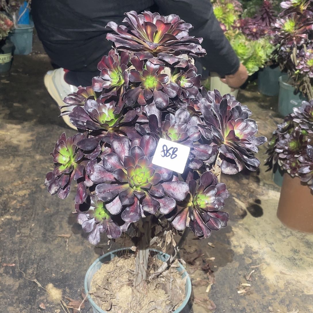 868法师植物晚霞