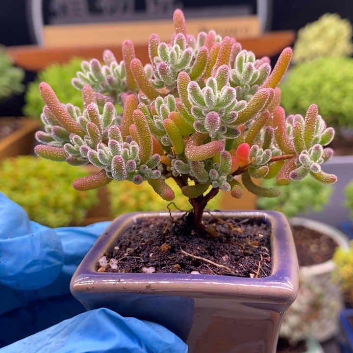 无花朵101冰红。      