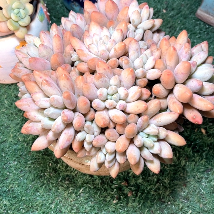 香水宝贝13号码牌子的话题