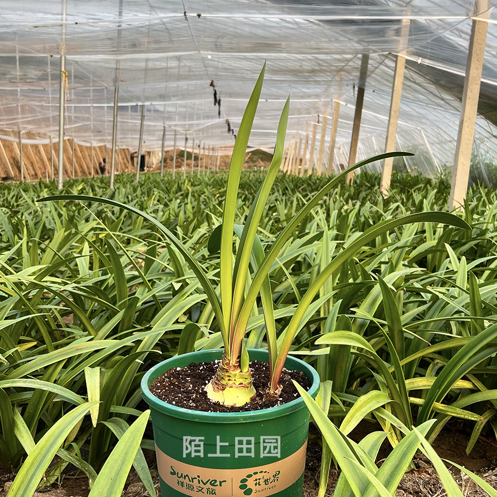 【一物一拍17】直播间讲解为准★朱顶红种球-部分残次品不包售后4-20