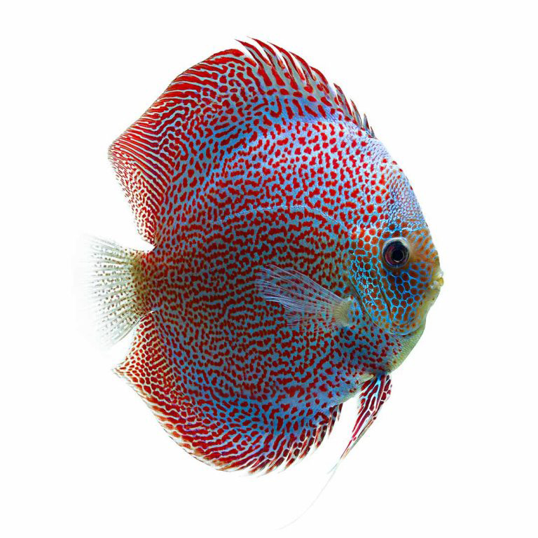 （渔场直销-七彩神仙鱼）热带观赏鱼精挑 大尺寸