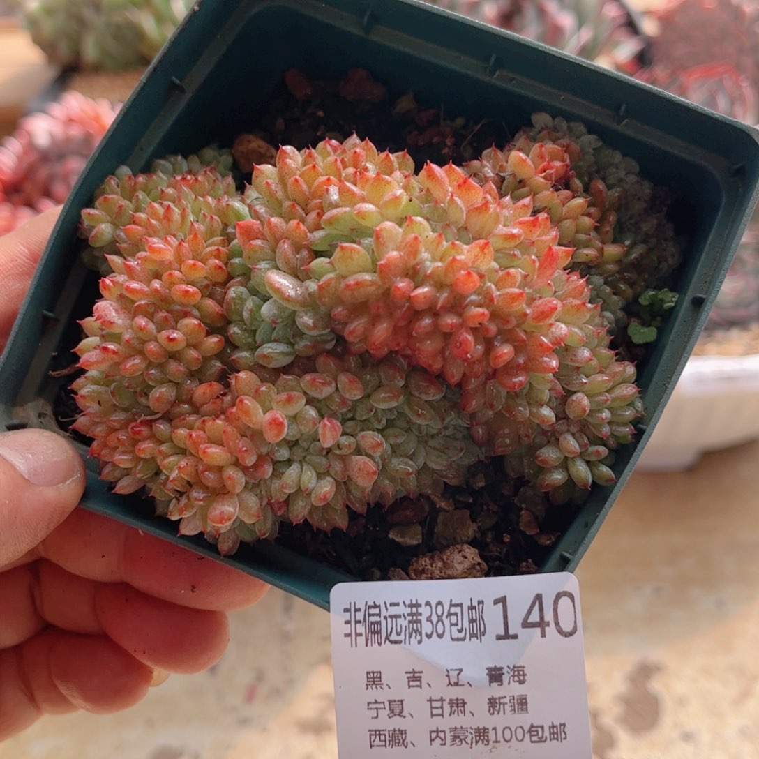 140白胖子缀德华多肉