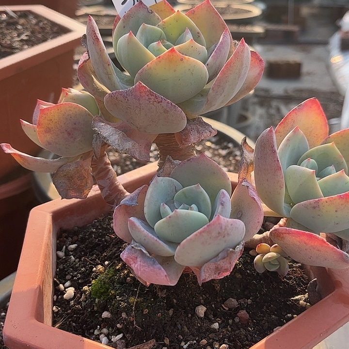 慧***子321血凤脱土发货不退不换