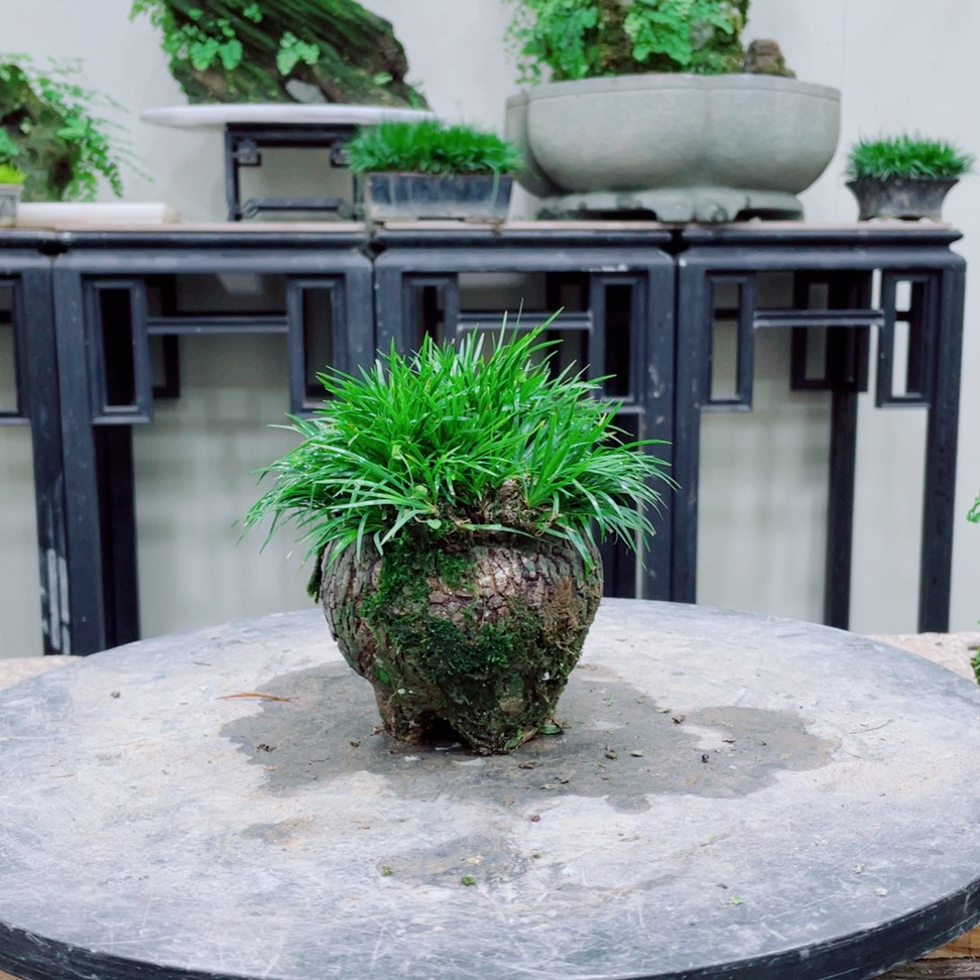 无铅玻璃心****铁线蕨等植物的生长发育