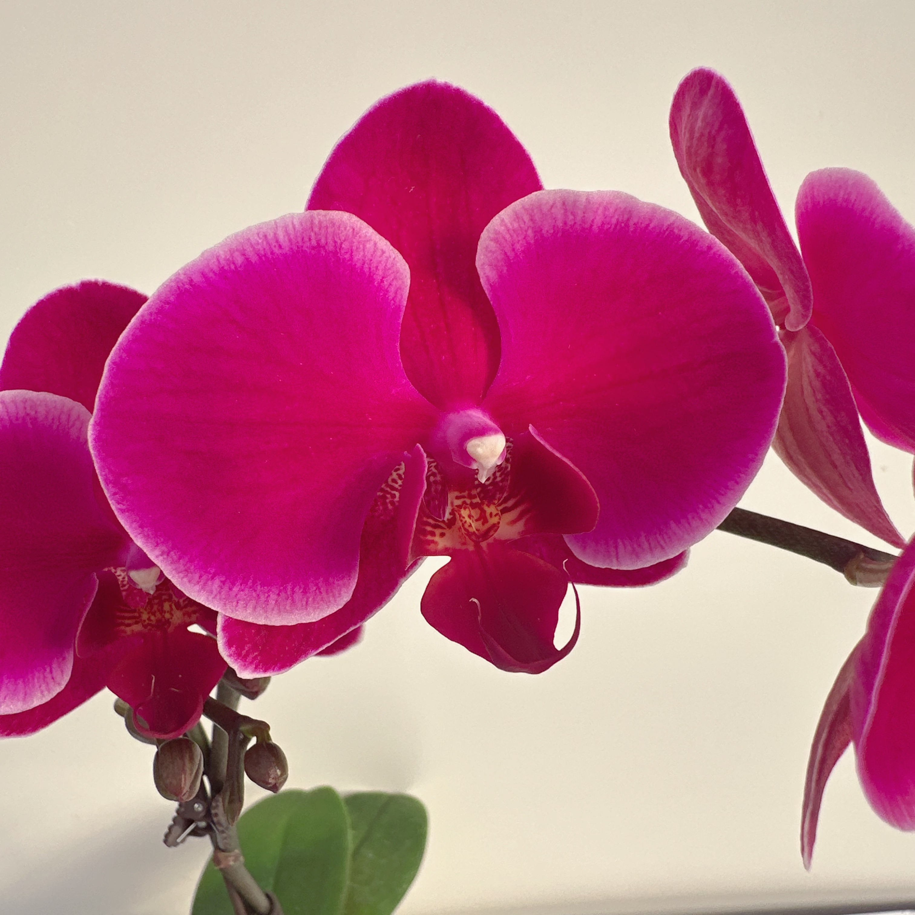 蝴蝶兰《香山玫瑰》 花色娇艳耐养室内花 源头基地直发