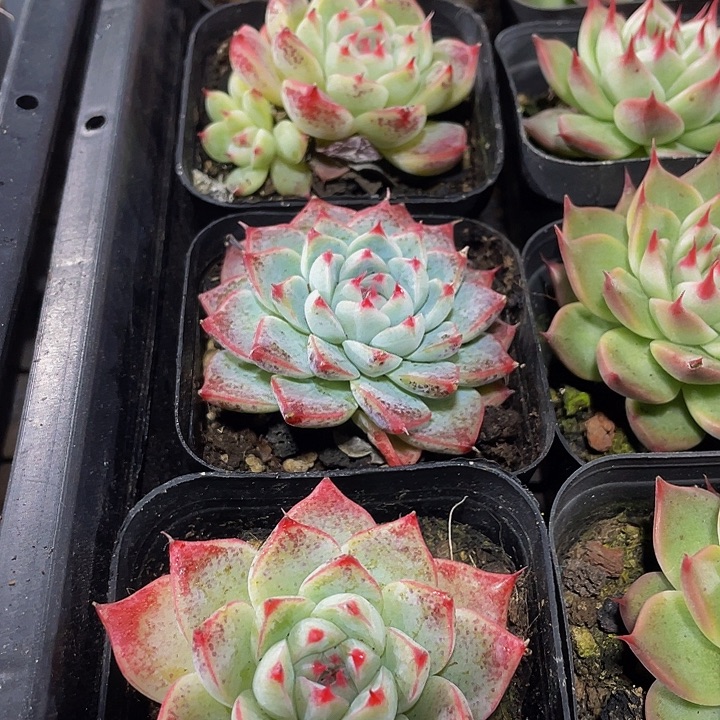 白吉2.8带盆土发货