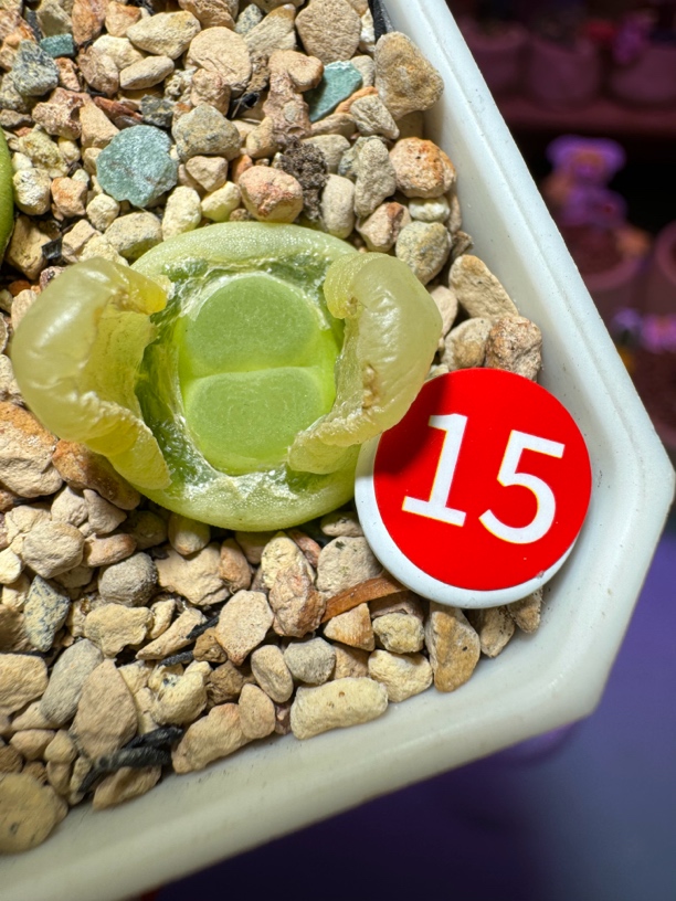 多肉植物肉锥拉登