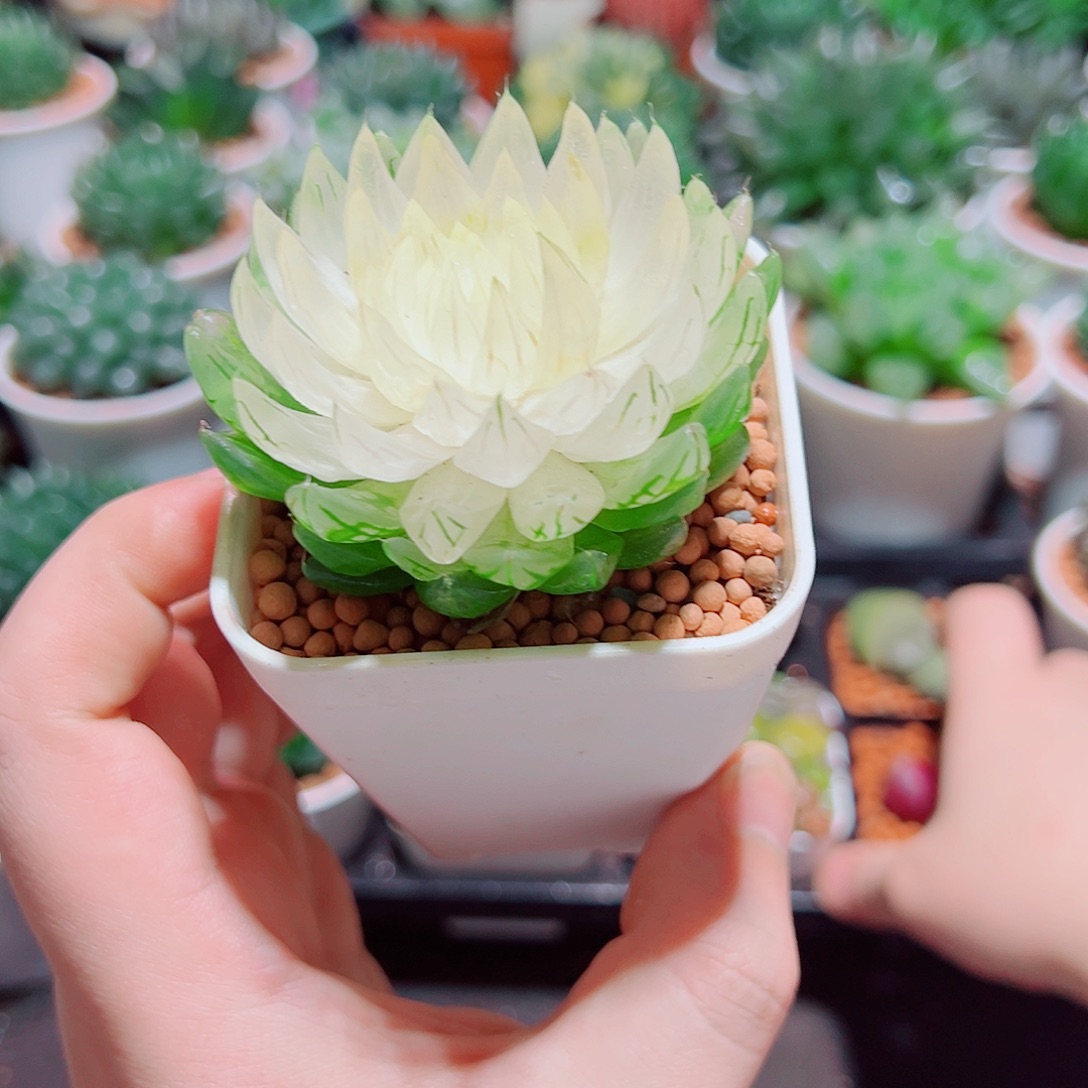 白莲花小白盆多肉多肉