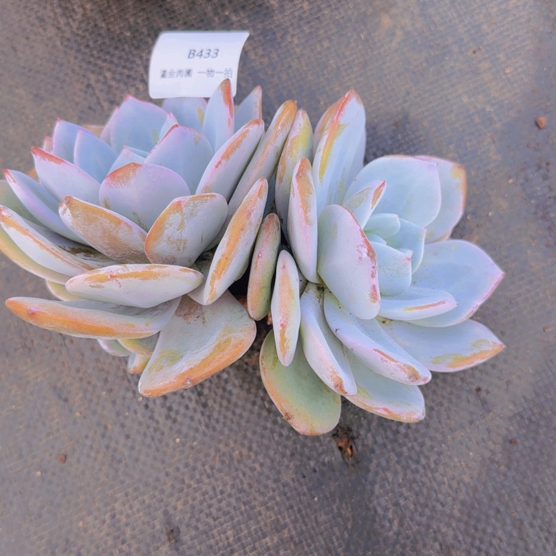 霍***B433老桩三头奶茶     