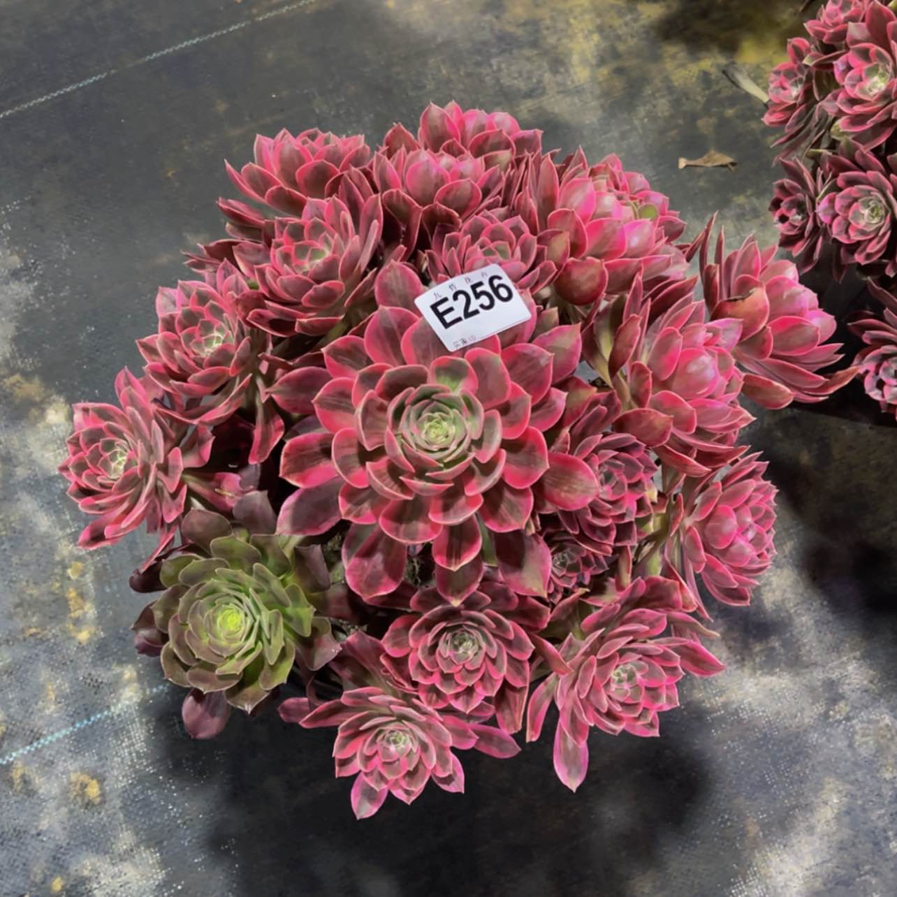 【闪购商品】25600