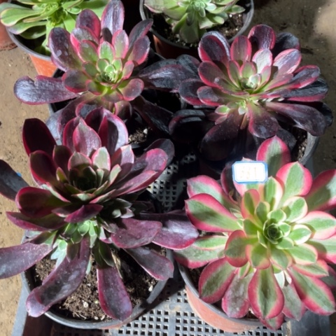 887多肉植物组合