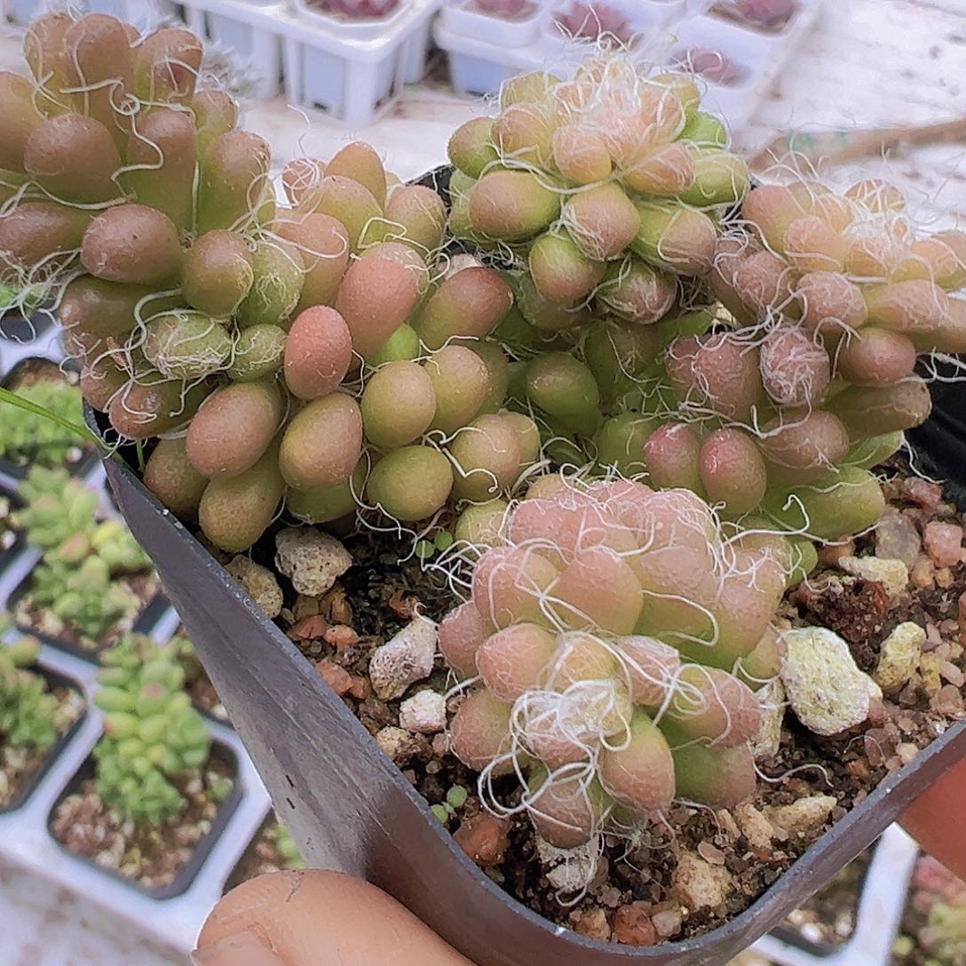 小老头19包邮多肉植物