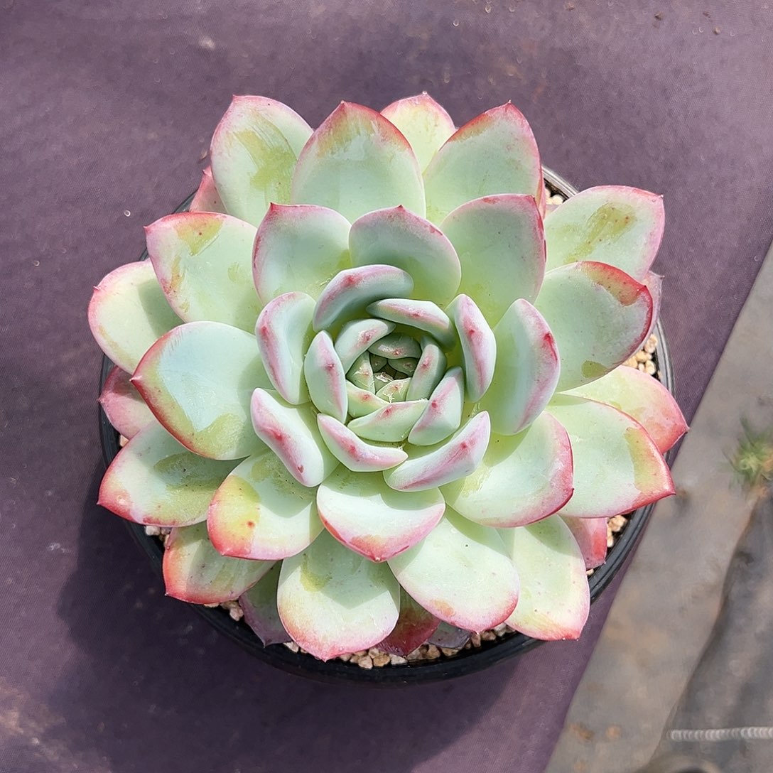 【闪购商品】血燕单头