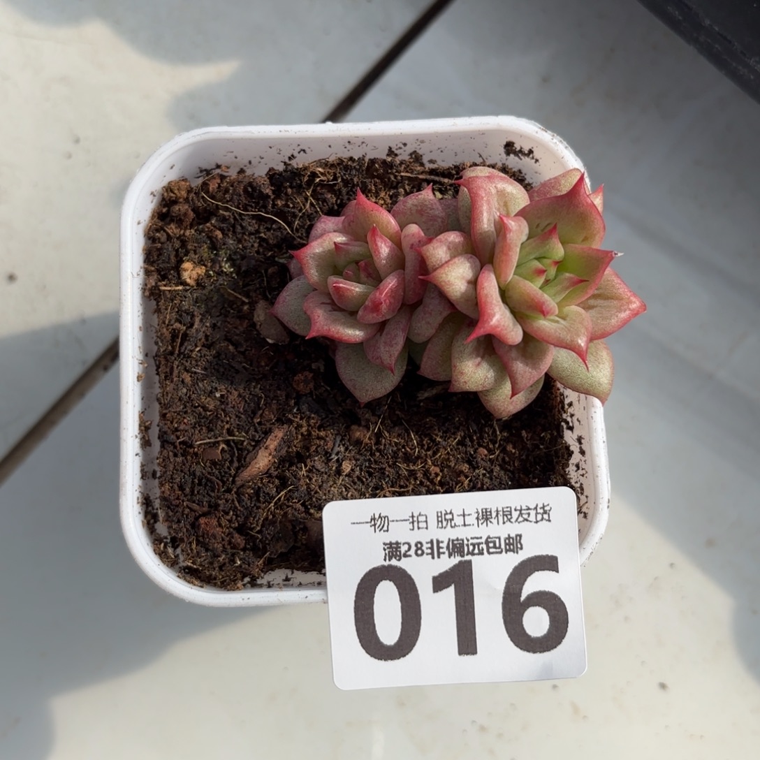 林肯玛利亚无盆土发货