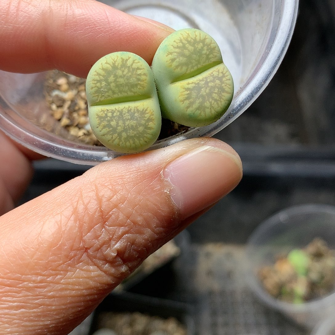 P106多肉植物保护