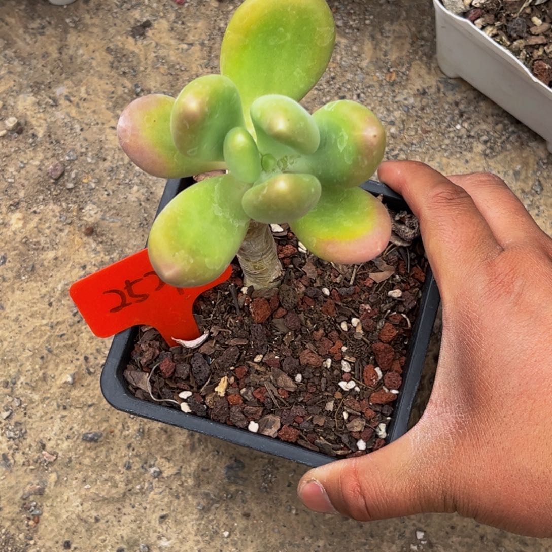 2529号上午多肉植物群生多肉植物